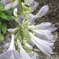 Royal Tiara Hosta Plants online shopping