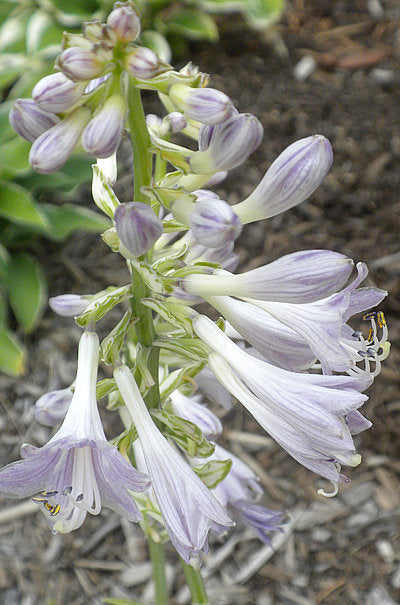 Royal Tiara Hosta Plants online shopping