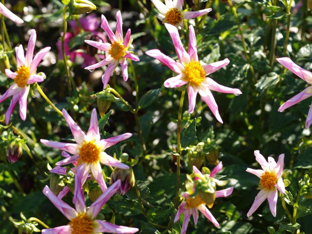 Willie Willie Dahlia