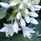 Rembrandt Blue Hosta Plants online shopping