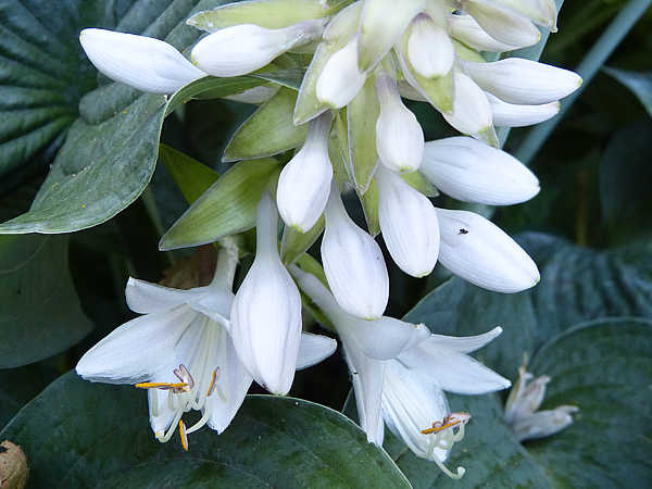 Rembrandt Blue Hosta Plants online shopping