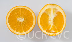 Gillemberg Navel Orange Budwood citrus plant material online shopping