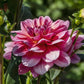 Southern Belle Dahlia