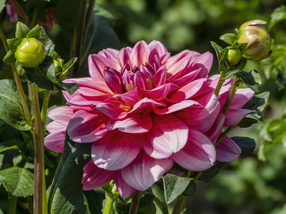 Southern Belle Dahlia
