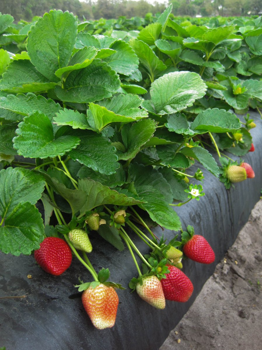 فراولة Sweet Sensation™ المثمرة في شهر يونيو