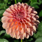 Cupcake Dahlia