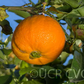 Bouquetier de Nice Sour Orange Budwood citrus plant material online shopping