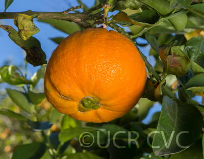 Bouquetier de Nice Sour Orange Budwood citrus plant material online shopping