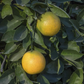 Madam Venus Sweet Orange Seed citrus plant material online shopping