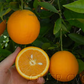 Dom João Valencia Orange Budwood citrus plant material online shopping