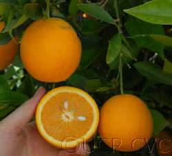 Dom João Valencia Orange Budwood citrus plant material online shopping