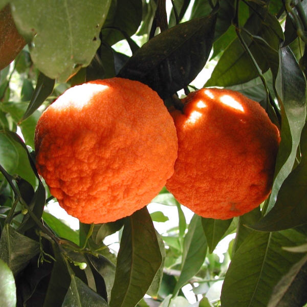 Standard Sour Orange Budwood citrus plant material online shopping