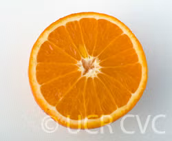 US Superna USDA 88-2 Mandarin Hybrid Budwood citrus plant material online shopping