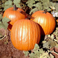 Howden Pumpkin Seeds online shopping