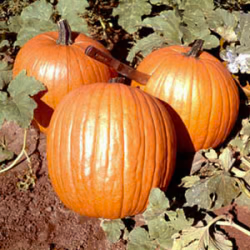 Howden Pumpkin Seeds online shopping