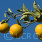 Cunningham Citrange Trifoliate Hybrid Budwood citrus plant material online shopping