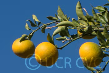 Cunningham Citrange Trifoliate Hybrid Budwood citrus plant material online shopping