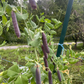 Purple Mist Organic Shelling Pea