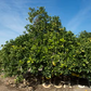 Thong Dee US 145 Pummelo Budwood citrus plant material online shopping