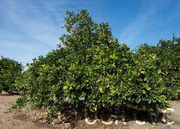 Thong Dee US 145 Pummelo Budwood citrus plant material online shopping