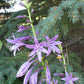 Harpoon Hosta Plants online shopping