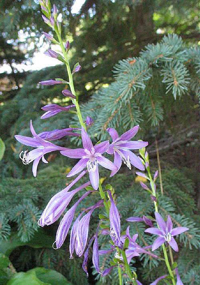 Harpoon Hosta Plants online shopping