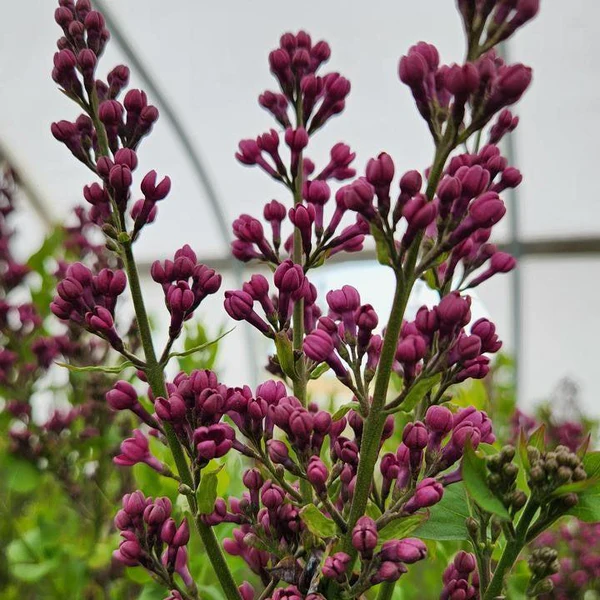 Declaration Lilac lilac plant online shopping