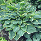 Lakeside Hazy Morn Hosta Plants online shopping