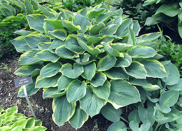 Lakeside Hazy Morn Hosta Plants online shopping