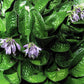 Midnight Oil Hosta Plants online shopping