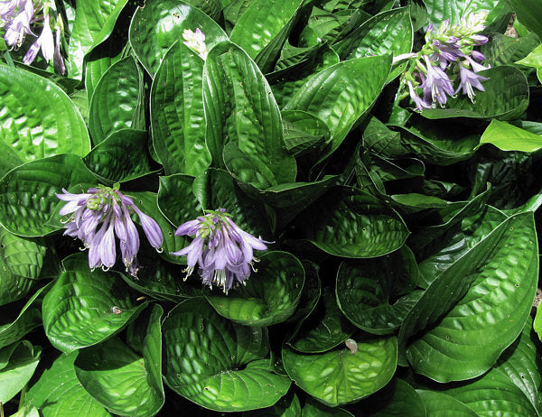 Midnight Oil Hosta Plants online shopping