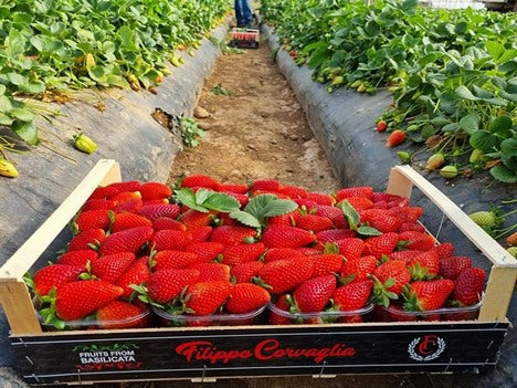 Florida Fortuna™ Short Day Strawberry