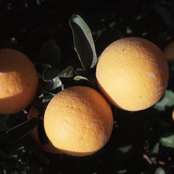Carrizo Citrange Trifoliate Hybrid Budwood citrus plant material online shopping