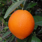 Lane Late Navel Orange Budwood citrus plant material online shopping