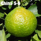 China S-6 Satsuma Mandarin Budwood citrus plant material online shopping