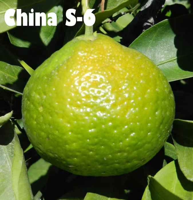 China S-6 Satsuma Mandarin Budwood citrus plant material online shopping