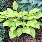 Sunny Day Hosta Plants online shopping