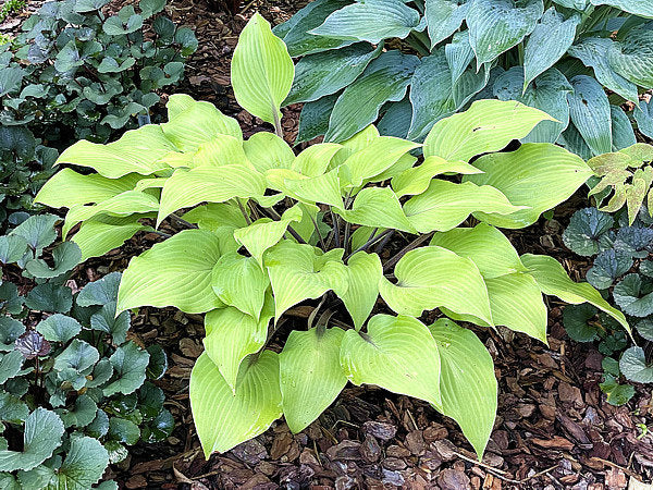 Sunny Day Hosta Plants online shopping