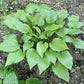 Holar Early Days Hosta Plants online shopping