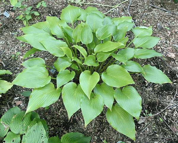 Holar Early Days Hosta Plants online shopping