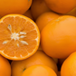Kinnow Mandarin Hybrid Budwood citrus plant material online shopping