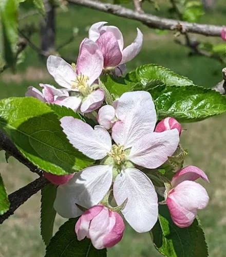 Hudson’s Golden Gem Heirloom Apple