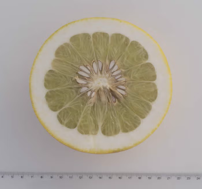 Kao Nun Pummelo Budwood citrus plant material online shopping
