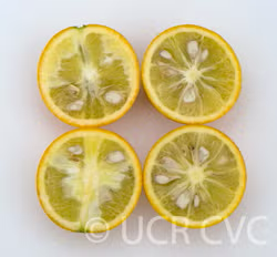 Carrizo Citrange Trifoliate Hybrid Budwood citrus plant material online shopping
