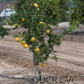 Early St. Ann Satsuma Mandarin Budwood citrus plant material online shopping