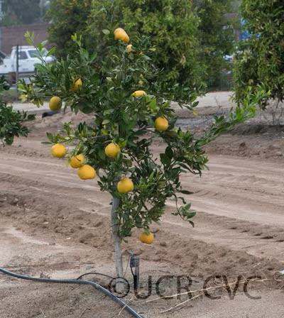 Early St. Ann Satsuma Mandarin Budwood citrus plant material online shopping