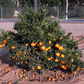 Armstrong Satsuma Mandarin Budwood citrus plant material online shopping