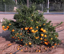 Armstrong Satsuma Mandarin Budwood citrus plant material online shopping