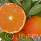 Hansen Mandarin Budwood citrus plant material online shopping