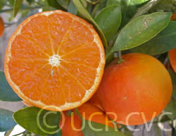 Hansen Mandarin Budwood citrus plant material online shopping